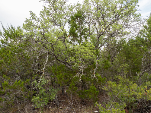 Quercus vaseyana, photograph 3