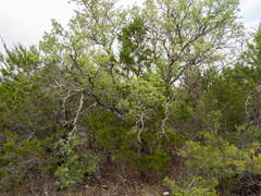 (c) Turner Brockman, some rights reserved (CC BY-SA) Quercus vaseyana, photograph (c) Turner Brockman, some rights reserved (CC BY-SA)