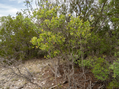 Quercus vaseyana, photograph 4