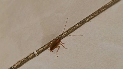 German Cockroach
