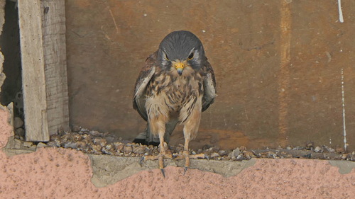 Eurasian Kestrel