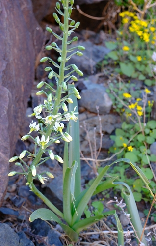 Albuca recurva