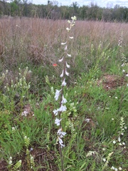Delphinium carolinianum virescens