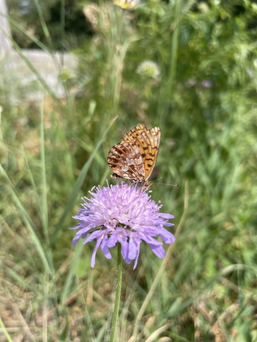 Weaver's Fritillary