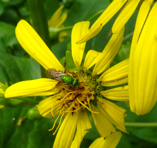 Pure Green Sweat bee