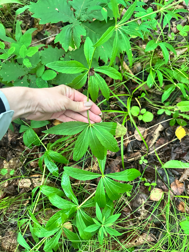 Veronicastrum sibiricum