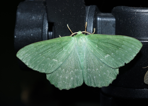 Large Emerald, Het Katlijker Schar (Ketliker Skar). (Natuurgebied van It Fryske Gea)., Schoterlandseweg 26, 8455 JG Katlijk, Nederland, photo 10 of 10