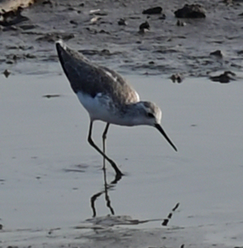 iNaturalist image