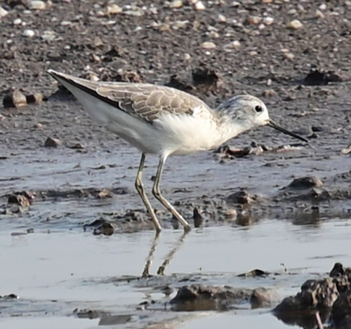 iNaturalist image
