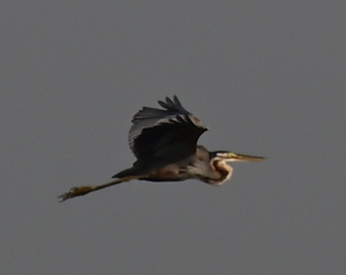 iNaturalist image
