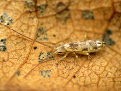 Pogonognathellus elongatus