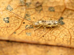 Pogonognathellus elongatus