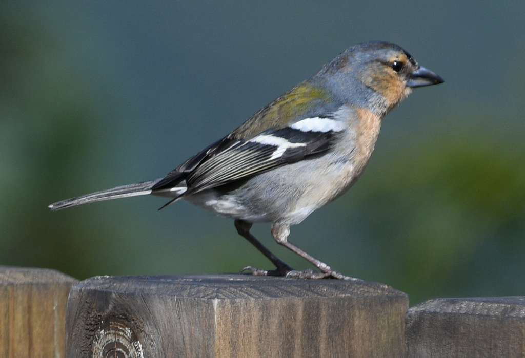 Azores Chaffinch