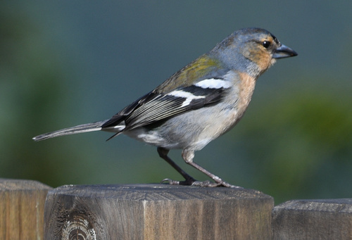 Azores Chaffinch