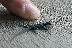 Urosaurus ornatus schottii