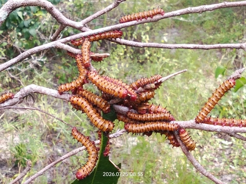 Oslar's Oakworm Moth