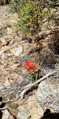 Castilleja integra