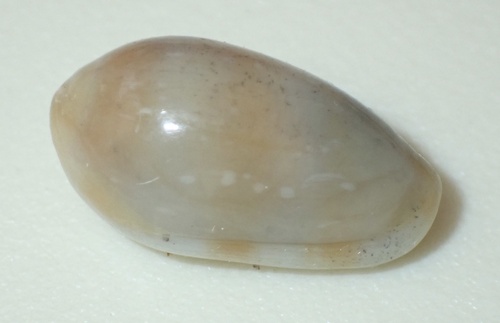 Marginella guttata, 2026-07-24