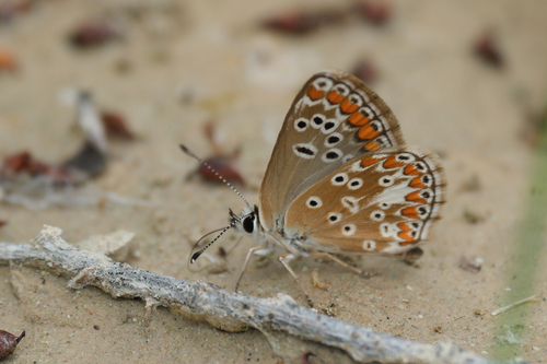 Brown Argus