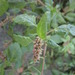 Prostrate Amaranth - Photo (c) Chris Cook, some rights reserved (CC BY-NC), uploaded by Chris Cook