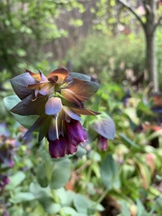 Cerinthe