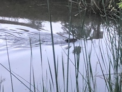 Myocastor coypus