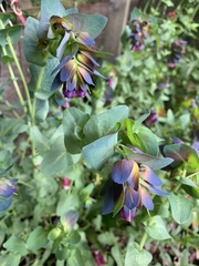 Cerinthe