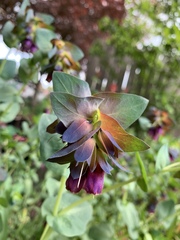 Cerinthe