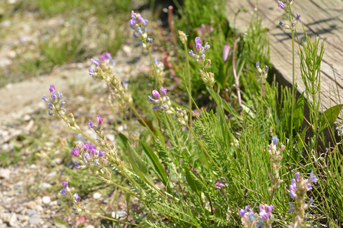 Oxytropis borealis, photograph 4