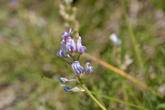Oxytropis borealis, photograph (c) Kerstin Reifenrath, some rights reserved (CC BY)