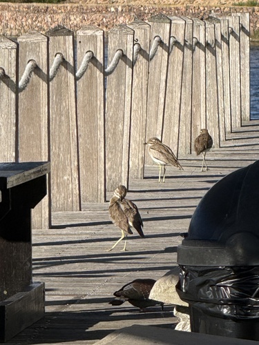 iNaturalist image