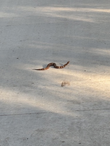 Featured image for “Eastern Copperhead”