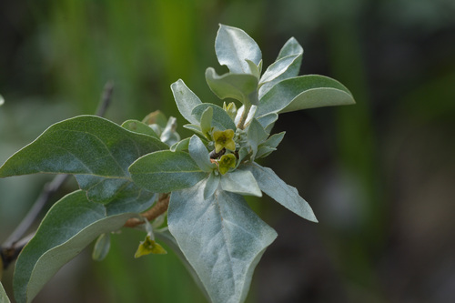 Elaeagnus commutata