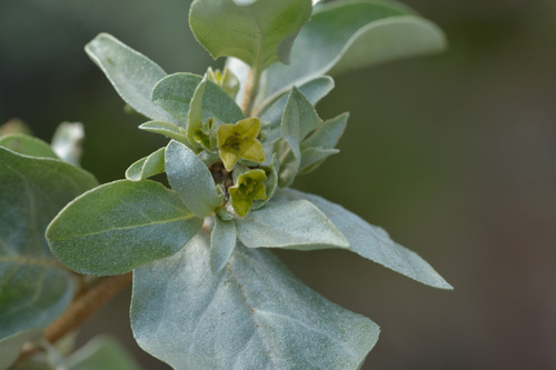 Elaeagnus commutata