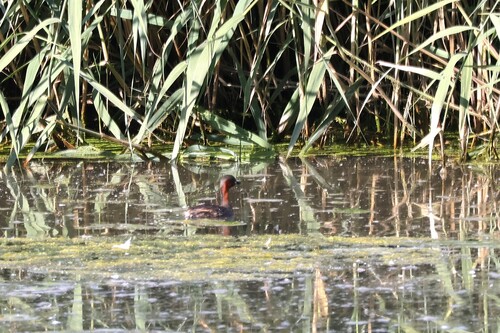 iNaturalist image