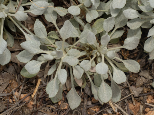 Granite Mountain Wild Buckwheat