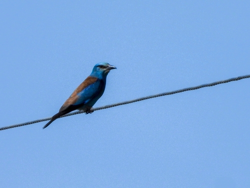 European Roller