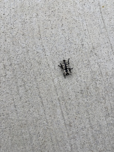 Featured image for “Texas Ironclad Beetle”