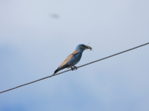 European Roller