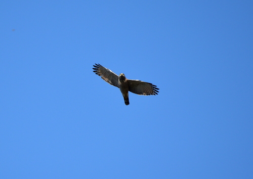 Roadside Hawk