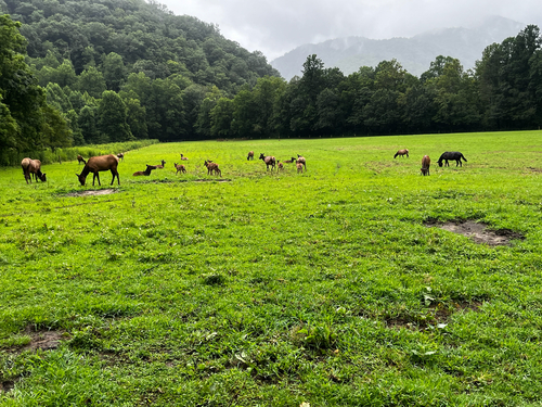 American Elk