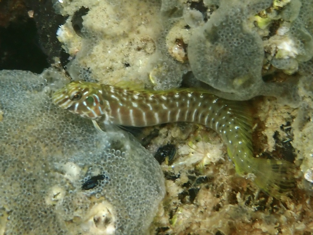 Arab Blenny