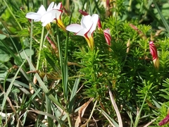 Oxalis tenuifolia, photograph (c) De Waal Hugo, some rights reserved (CC BY)