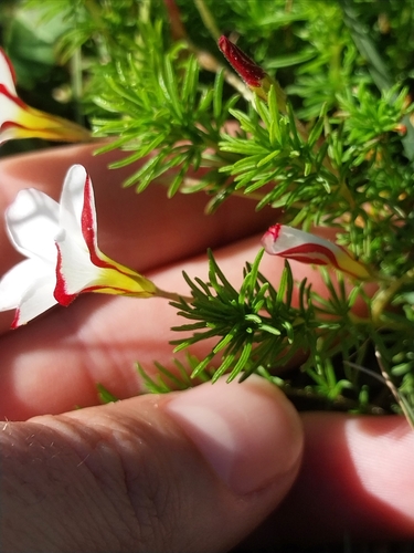 Oxalis tenuifolia, photograph 2
