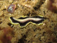 Pseudoceros paralaticlavus