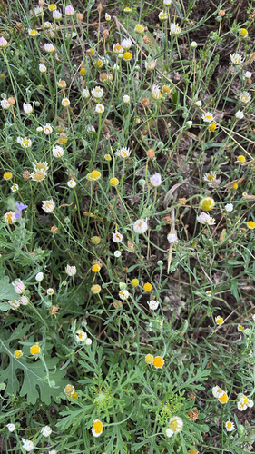 Plains fleabane
