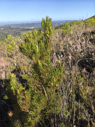Leucadendron spissifolium, photograph 3