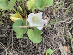 Calystegia subacaulis