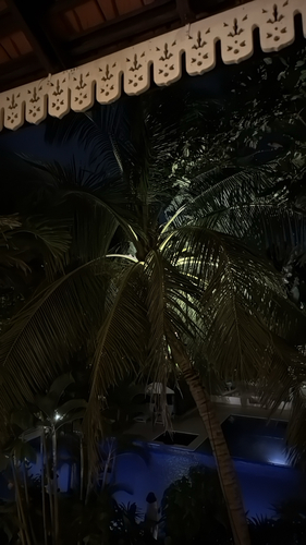 coconut palm