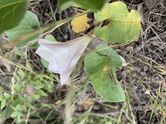 Calystegia subacaulis